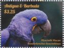 Hyacinth Macaw (Anodorhynchus hyacinthinus)